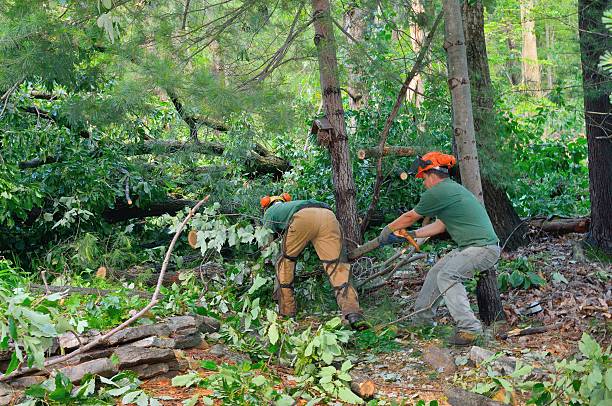 How Our Tree Care Process Works  in  Buckingham, FL